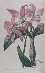 Coryanthes Macrantha publicado por I. Ridgway, 1839